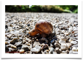 schnecke